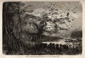 Runsaasti riistaa Sambesen rannoilla. Kaiverrus havainnollistamaan tohtori Livingstonen ensimmäisiä matkoja Etelä-Afrikkaan vuosina 1840–1856 Edouard Chartonin johdolla julkaistussa "Le tour du monde, nouveau journal des voyages" -julkaisussa tekijältä Unknown artist