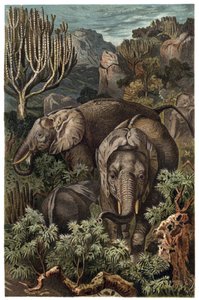 Afrikkalainen norsu (Loxodonta) - Afrikkalainen norsu (Loxodonta) - kaiverrus Alfred Edmund Brehmin (1829-1884) teoksesta "" Brehm