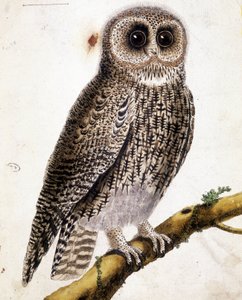 Pöllö. 1800-luvun kaiverrus. tekijältä Unknown artist