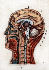 Anatomia: poikkileikkaus ihmisen kallosta, osa aivoista ja ytimestä. Taulu edustaa aivoja, pikkuaivoja (elämän puun kanssa), pitkänomaista ydintä, joka synnyttää selkäytimen. "Uusi luonnollinen lääke", kirjoittanut F.E. Bilz.1898. tekijältä Unknown artist