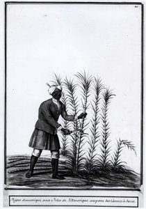 Antillit, kotimainen neekeri leikkaa sokeriruokoa. tekijältä Unknown artist