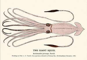 Architeuthis princeps, jättiläinen kalmari epäonnistui Fortune Bayn (Newfoundland) rannalla joulukuussa 1874, ja sen kuvasi ensimmäisenä professori A.E. Verrill. Aikakauden kaiverrus. tekijältä Unknown artist