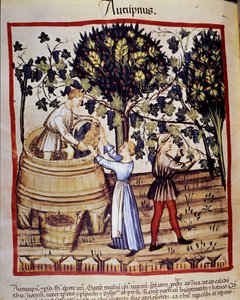 Syksyn esitys: sadonkorjuu. Rypäleiden poiminta. Valaistus lääketieteen ja dietetiikan lypsystä "" Tacuinum sanitatis"" tekijältä Unknown artist