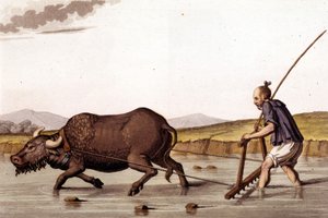 Pois riisipeltojen suremisesta härän kanssa - Ancient and Modern Costume, J. Ferrario, toim. Milano tekijältä Unknown artist