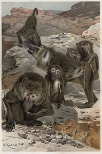 Paviaani - paviaanit (Cercopithecinae) - kaiverrus Alfred Edmund Brehmin (1829-1884) "" Brehmin elämästä eläinten elämästä" tekijältä Unknown artist