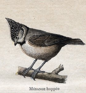 Maanviljelykselle hyödylliset linnut: Kuppikasvi tekijältä Unknown artist
