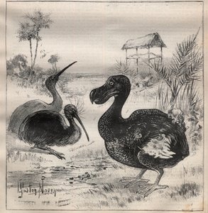 Linnut, jotka katoavat: dodo (tai dronte) ja apteryx (tai kiivi kiivi) - Kaiverrus "" La Science francaise"" tekijältä Unknown artist