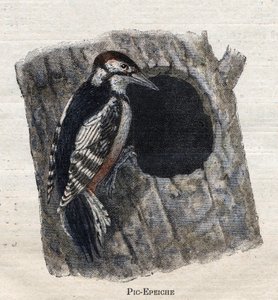 Maataloudessa hyödylliset linnut: Tikka tekijältä Unknown artist
