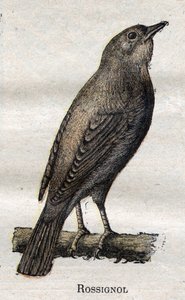 Maanviljelykselle hyödylliset linnut: Nightingale tekijältä Unknown artist