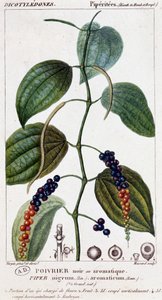 Musta- tai aromaattinen pippuriruoka - kasvitieteellinen lauta. 1800-luvulla. tekijältä Unknown artist