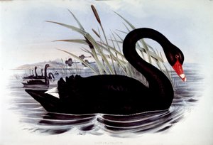 Musta joutsen (cygnus atratus) - J. Gouldin Australian linnuista, 1800-luvun alku. tekijältä Unknown artist