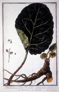 Kasvitieteellinen lauta: Raparperin lehdet ja juuret. 1800-luvun herbaario. tekijältä Unknown artist