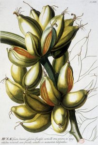 Kasvitieteellinen lauta: banaanit. n.d. 1800-luvulla. tekijältä Unknown artist
