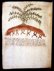 Kasvitieteellinen taulu, joka edustaa ruohoa "" feniculo maggiore ". Riminin kaupunginkirjasto tekijältä Unknown artist