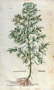 Kasvitieteellinen levy: rosmariini (rosmarinus). Lheonard Fuchsin herbaario, "" Historia Stirpium", Bale tekijältä Unknown artist