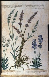 Kasvitieteellinen levy: aito laventeli (Lavandula angustifolia) ja aspic laventeli (Lavandula latifolia). tekijältä Unknown artist