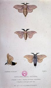 Perhoset: Silkkiäistoukkien tauti - Pasteurin tutkimus tekijältä Unknown artist