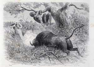 Kapteeni Speke metsästää puhveleita "" Tour du Mondessa"" tekijältä Unknown artist