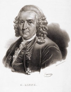 Carl Von Linné ruotsalainen luonnontieteilijä ja kirjailija (1707 - 1778). tekijältä Unknown artist