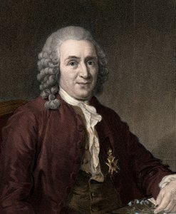 Carl Von Linne - kaiverrus - 1800-luku tekijältä Unknown artist