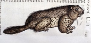Castor - Conrad Gesnerin (1516 - 1565), Tigurin teoksessa "History of Animals" tekijältä Unknown artist