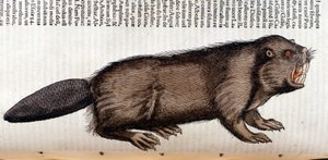 Castor - Conrad Gesnerin teoksessa "History of Animals", Tiguri tekijältä Unknown artist