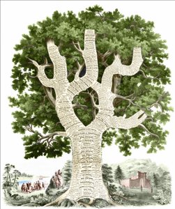 Amerikan historian kronologinen kaavio, jonka kustantaja omisti Yhdysvaltojen kansalle. Kaiverrus v. 1881. tekijältä Unknown artist