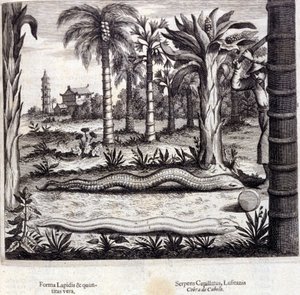 Kobra ja myrkyllinen käärme Intiasta. Athanasius Kircherin (1601 - 1680), jesuiitta, orientalisti ja saksalainen tutkija, "De China Monumenta", Amsterdam 1667. tekijältä Unknown artist