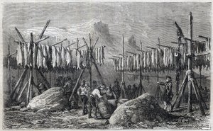 Turskan kuivaus Fiskernessissä Grönlannissa - Turskan kuivaus Fiskernessissä Grönlannissa Kaiverrus "" The Illustrous Universe" -kirjasta" 1866 tekijältä Unknown artist