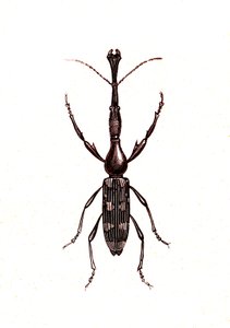 Coleoptera: Brenthus Temminchii tekijältä Unknown artist