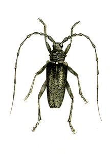 Coleoptera: Cerambyx heros tekijältä Unknown artist