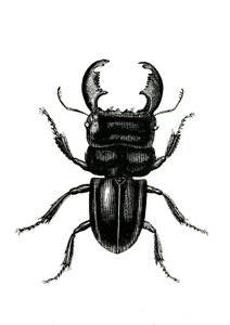 Coleoptera: Odontolarius giganteus tekijältä Unknown artist