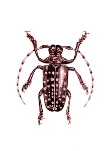 Coleoptera: Ophoptera Tollii tekijältä Unknown artist