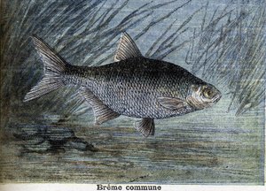 Tavallinen Breme. Kaiverrus vuodelta 1897 tekijältä Unknown artist