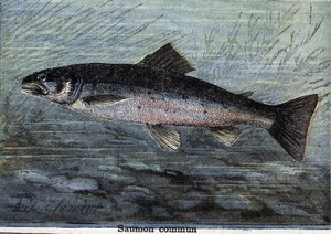 Tavallinen lohi. Kaiverrus vuodelta 1897 tekijältä Unknown artist