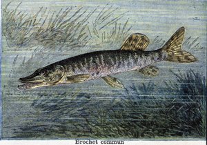 Tavallinen hauki. Kaiverrus vuodelta 1897 tekijältä Unknown artist