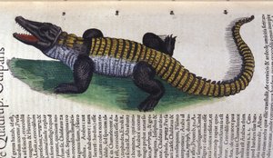 Krokotiili. teoksessa Historia Animalium, kirjoittanut Conrad Gesner (1516 - 1565), Tiguri tekijältä Unknown artist