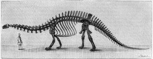 Dinosauruksen luuranko: "" Brontosaurus excelsus", maaliskuu. Kalliovuorten ylempi jura. Jäljennös piirroksesta, jonka herra March toimitti Albert Gaudrylle instituutista. Kaiverrus "" La Nature: revue des sciences et de leurs applications aux tekijältä Unknown artist