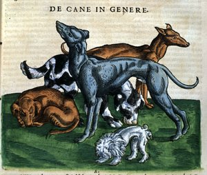 Koirat Historia Animaliumista, kirjoittanut Conrad Gesner, Tiguri 1560. Biblioteca Nazionale Braidense. Milano tekijältä Unknown artist