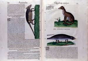 Historia Animaliumin kaksoissivu, kirjoittanut Conrad Gesner (1516 - 1565), Tiguri tekijältä Unknown artist