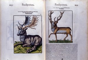 Kaksinkertainen hirvisivu Historia Animaliumissa, kirjoittanut Conrad Gesner (1516 - 1565), Tiguri tekijältä Unknown artist