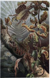 Draco volans, lajike puinen lezard - Draco (suku) (lentävät lohikäärmeet) - kaiverrus Alfred Edmund Brehmin (1829-1884) "" Brehmin elämästä eläinten elämästä" tekijältä Unknown artist