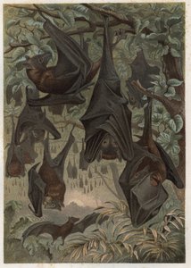 Egyptiläinen hedelmälepakko tai egyptiläinen rusetti (Rousettus aegyptiacus) - kaiverrus Alfred Edmund Brehmin (1829-1884) "" Brehmin elämästä eläinten elämästä" tekijältä Unknown artist