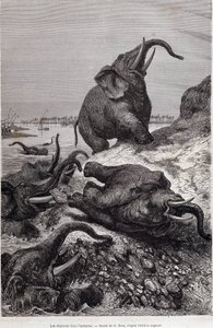 Norsuja kiipeämässä joen rantaa Sir Samuel White Bakerin teettämän Keski-Afrikkaan suuntautuvan tutkimusmatkan "Tour du monde" vuoksi tekijältä Unknown artist