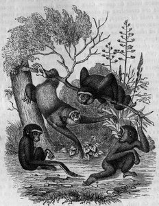 Kaiverrus, joka edustaa Intian Gibbons Hoolockia. tekijältä Unknown artist