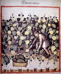 Kaiverrus, joka edustaa ”Tacuinum Sanitatisin” melonikokoelmaa. B.N, Wien. tekijältä Unknown artist