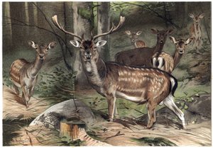 European Suede - kuusihirvi (Dama dama) - kaiverrus Alfred Edmund Brehmin (1829-1884) "" Brehmin elämästä eläinten elämästä" tekijältä Unknown artist
