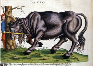 Euroopan biisoni (Bos primigenius), jonka rotu kuoli 1600-luvulla Konrad Gesnerin "History of Animals" -kirjassa tekijältä Unknown artist