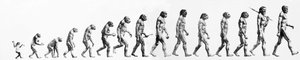 Evoluutio: morfologioiden vertailut apinasta nykyiseen ihmiseen (eri hominidit). Kaiverrus 1800-luvulta. tekijältä Unknown artist