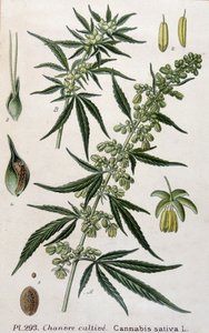 Kannabiksen naaraskasvi. 1800-luvun kaiverrus tekijältä Unknown artist